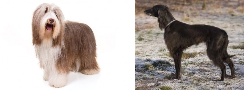 Taigan vs Bearded Collie - Breed Comparison