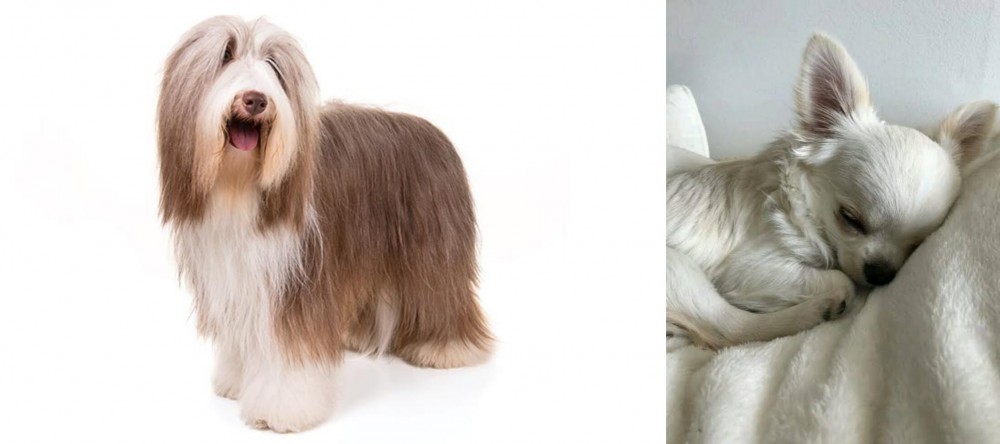 Tea Cup Chihuahua vs Bearded Collie - Breed Comparison