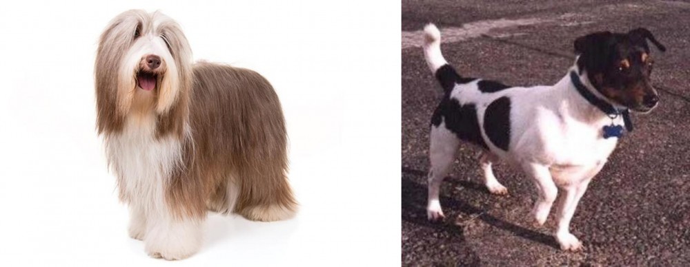 Teddy Roosevelt Terrier vs Bearded Collie - Breed Comparison