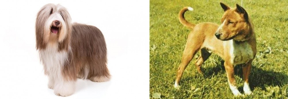 Telomian vs Bearded Collie - Breed Comparison