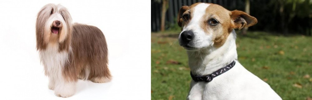 Tenterfield Terrier vs Bearded Collie - Breed Comparison