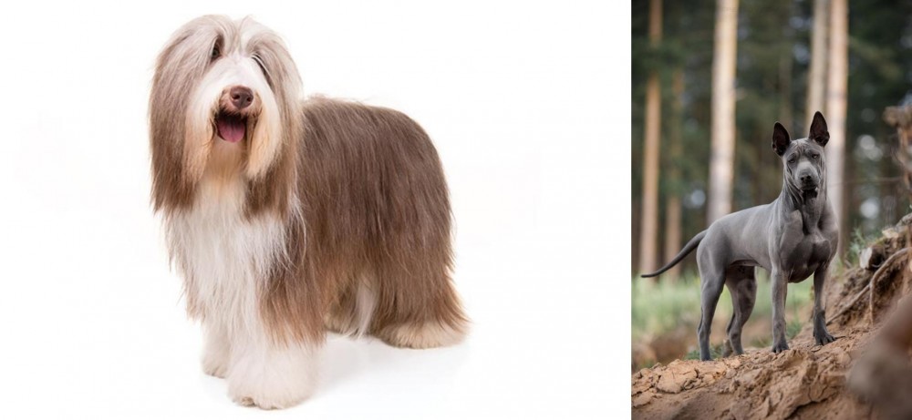 Thai Ridgeback vs Bearded Collie - Breed Comparison