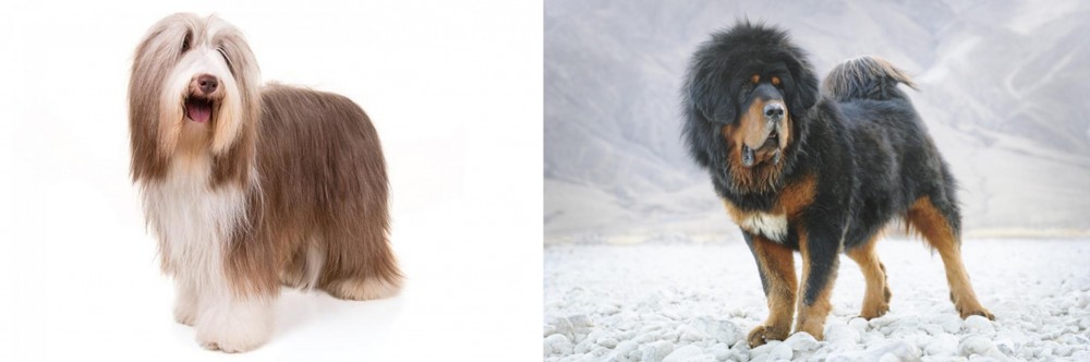 Tibetan Mastiff vs Bearded Collie - Breed Comparison