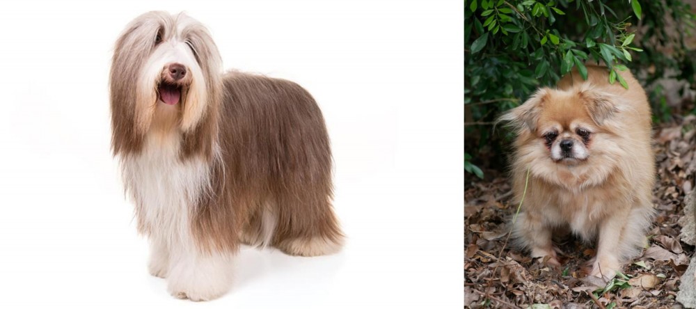 Tibetan Spaniel vs Bearded Collie - Breed Comparison