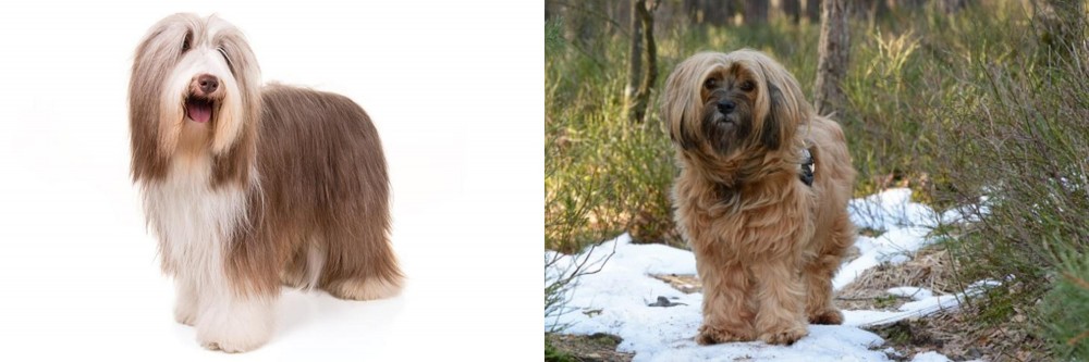 Tibetan Terrier vs Bearded Collie - Breed Comparison