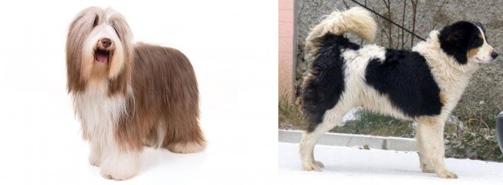 Tornjak vs Bearded Collie - Breed Comparison