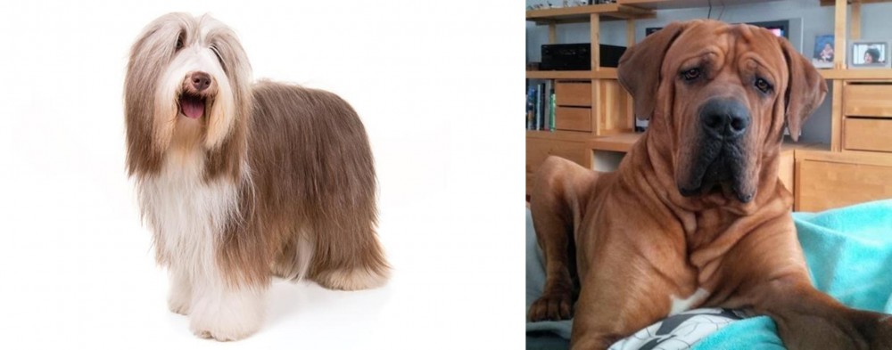 Tosa vs Bearded Collie - Breed Comparison