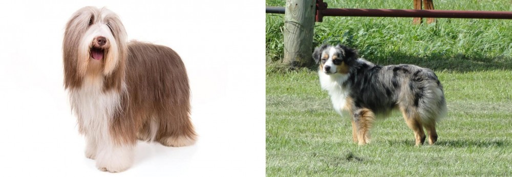 Toy Australian Shepherd vs Bearded Collie - Breed Comparison