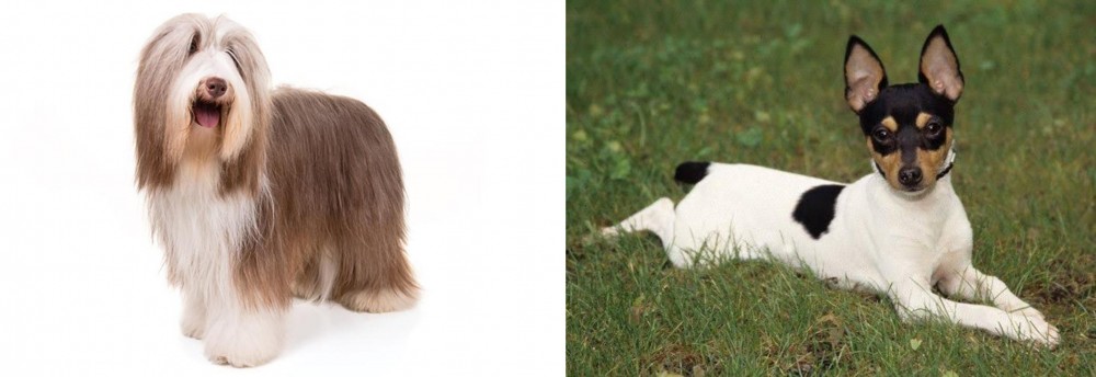 Toy Fox Terrier vs Bearded Collie - Breed Comparison