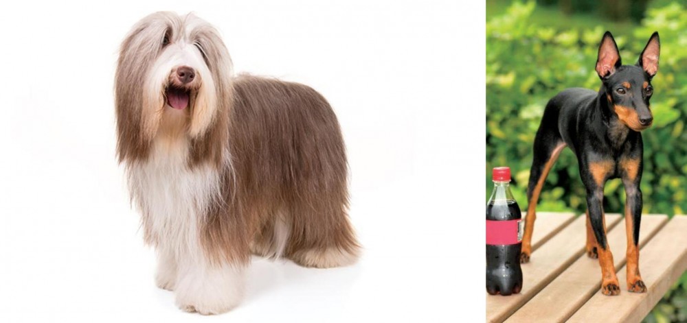 Toy Manchester Terrier vs Bearded Collie - Breed Comparison