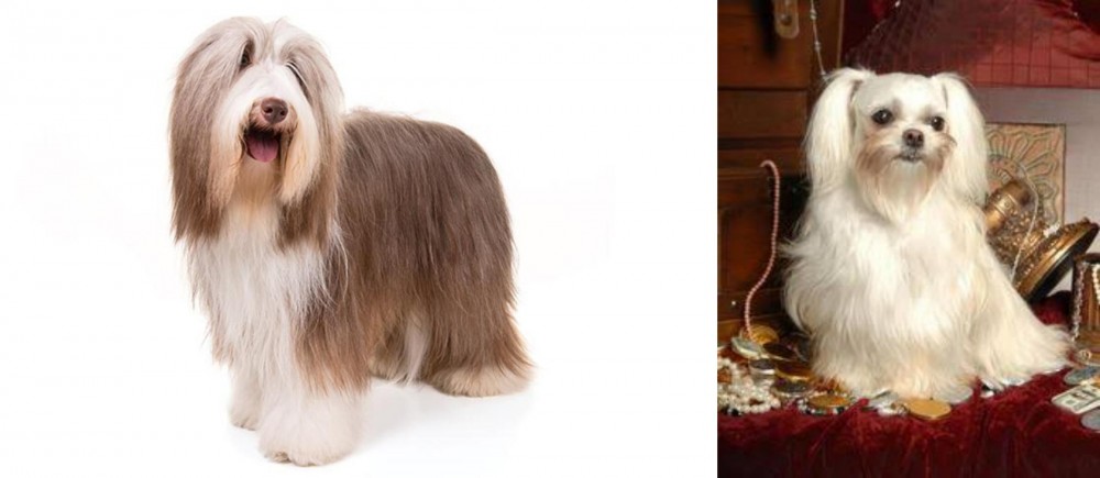 Toy Mi-Ki vs Bearded Collie - Breed Comparison