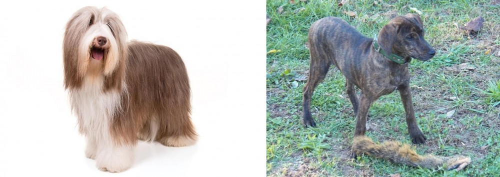Treeing Cur vs Bearded Collie - Breed Comparison
