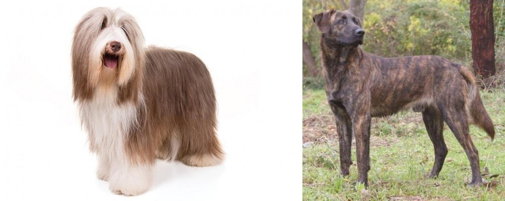 Treeing Tennessee Brindle vs Bearded Collie - Breed Comparison
