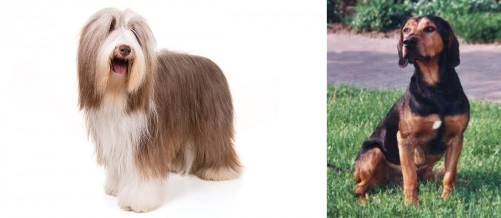 Tyrolean Hound vs Bearded Collie - Breed Comparison