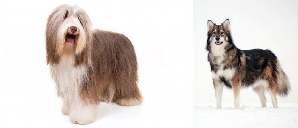 Utonagan vs Bearded Collie - Breed Comparison
