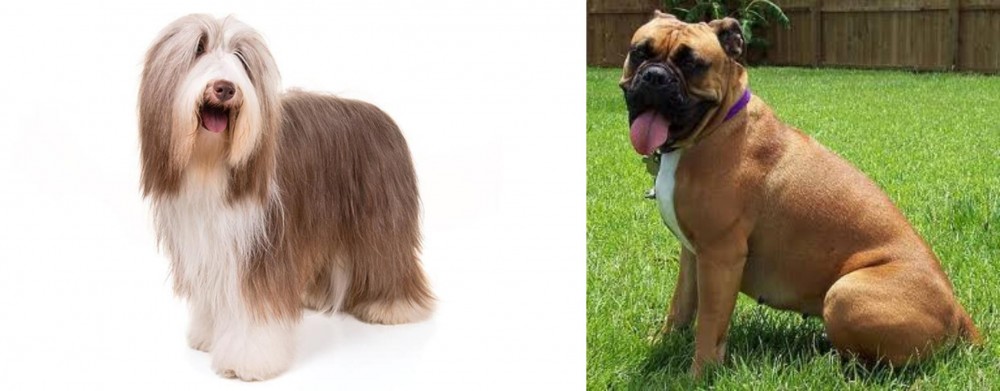 Valley Bulldog vs Bearded Collie - Breed Comparison