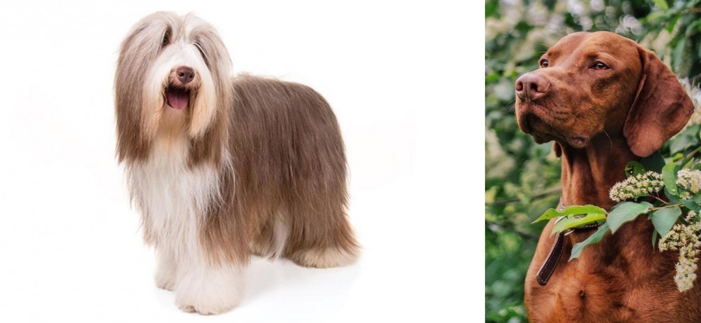 Vizsla vs Bearded Collie - Breed Comparison