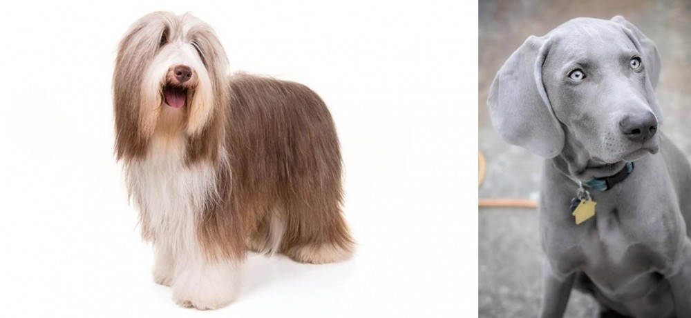Weimaraner vs Bearded Collie - Breed Comparison