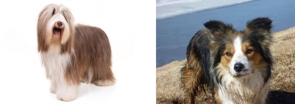 Welsh Sheepdog vs Bearded Collie - Breed Comparison