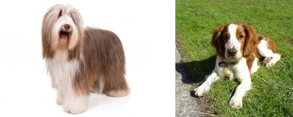 Welsh Springer Spaniel vs Bearded Collie - Breed Comparison