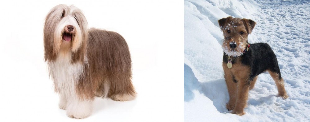 Welsh Terrier vs Bearded Collie - Breed Comparison