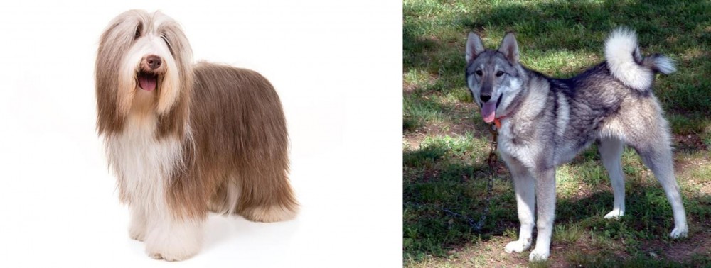 West Siberian Laika vs Bearded Collie - Breed Comparison