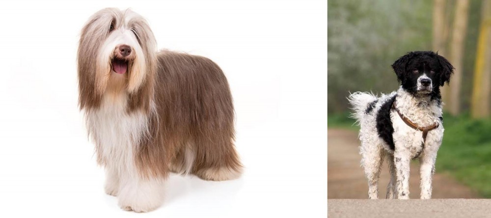 Wetterhoun vs Bearded Collie - Breed Comparison