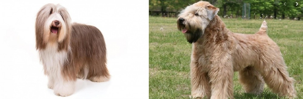 Wheaten Terrier vs Bearded Collie - Breed Comparison