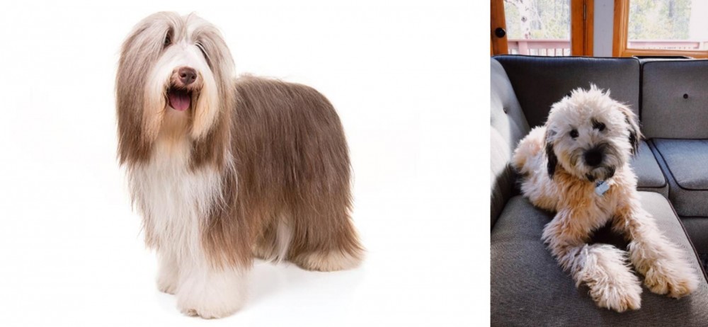 Whoodles vs Bearded Collie - Breed Comparison
