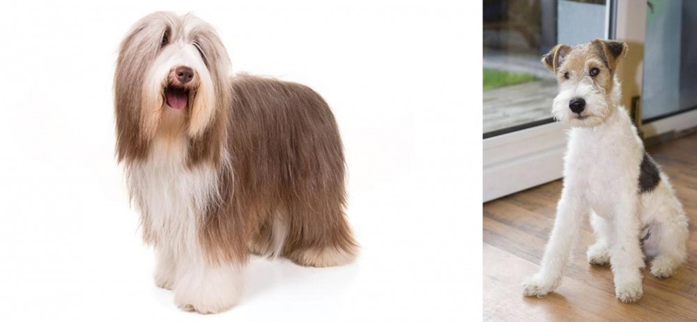 Wire Fox Terrier vs Bearded Collie - Breed Comparison