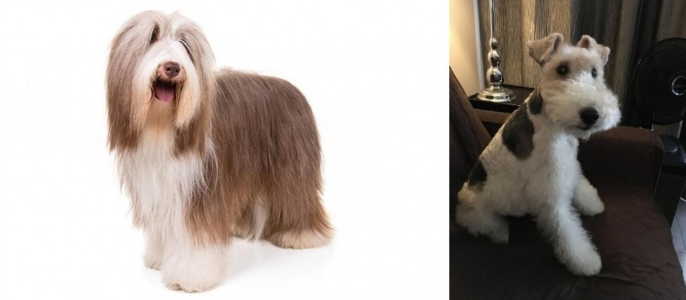Wire Haired Fox Terrier vs Bearded Collie - Breed Comparison