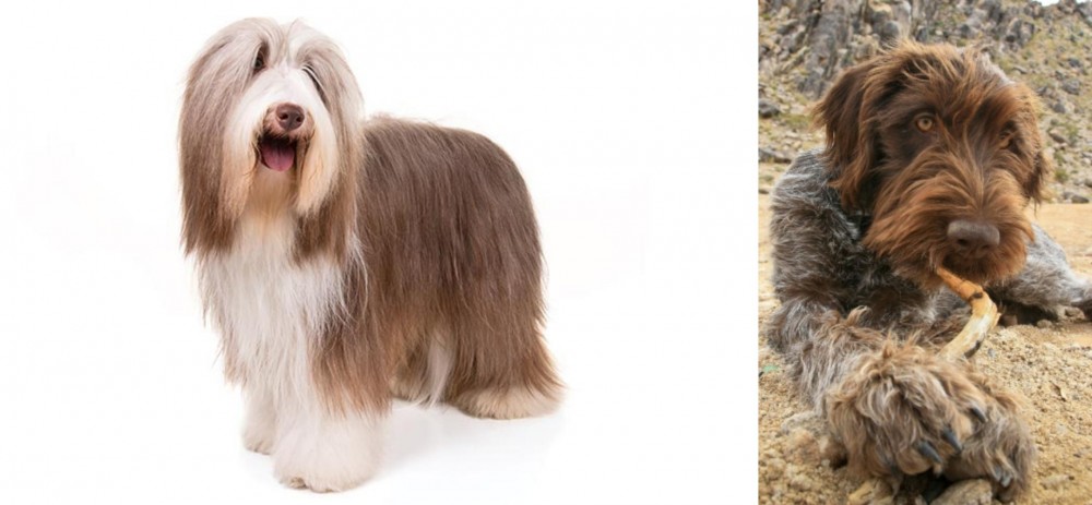 Wirehaired Pointing Griffon vs Bearded Collie - Breed Comparison