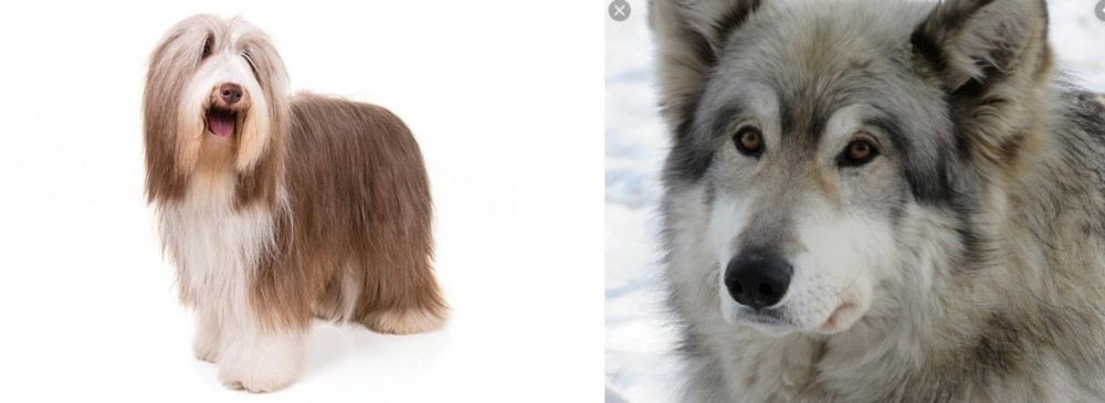 Wolfdog vs Bearded Collie - Breed Comparison