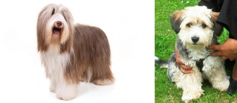 Yo-Chon vs Bearded Collie - Breed Comparison