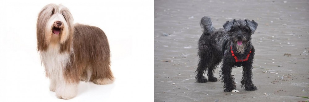 YorkiePoo vs Bearded Collie - Breed Comparison