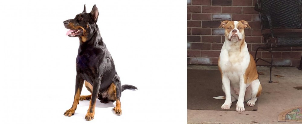 Alapaha Blue Blood Bulldog vs Beauceron - Breed Comparison