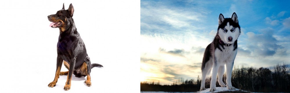 Alaskan Husky vs Beauceron - Breed Comparison