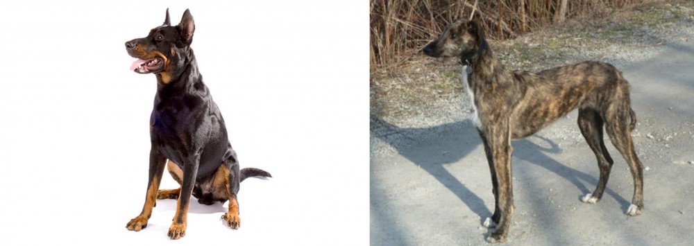 American Staghound vs Beauceron - Breed Comparison