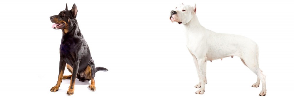 Argentine Dogo vs Beauceron - Breed Comparison
