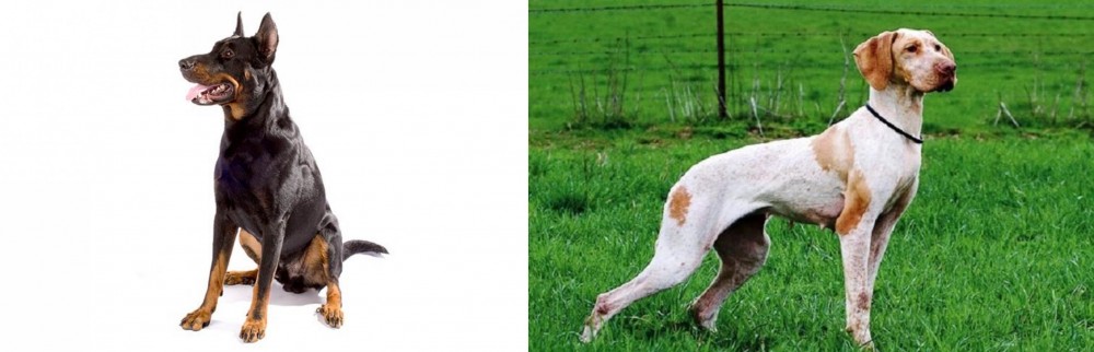 Ariege Pointer vs Beauceron - Breed Comparison