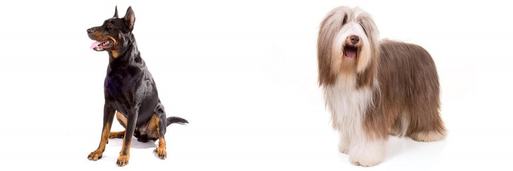 Bearded Collie vs Beauceron - Breed Comparison