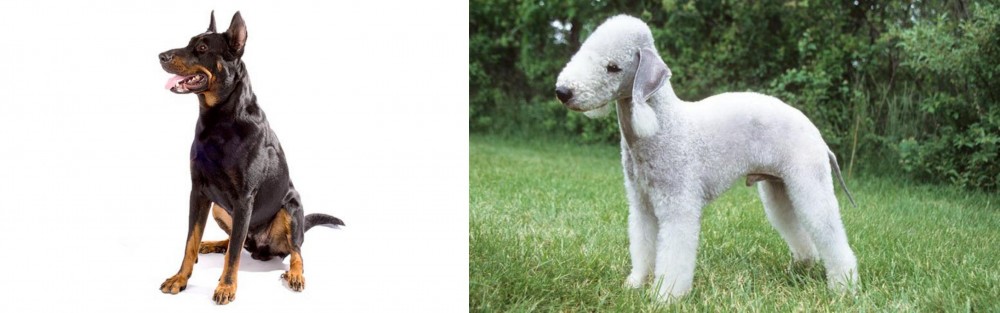 Bedlington Terrier vs Beauceron - Breed Comparison