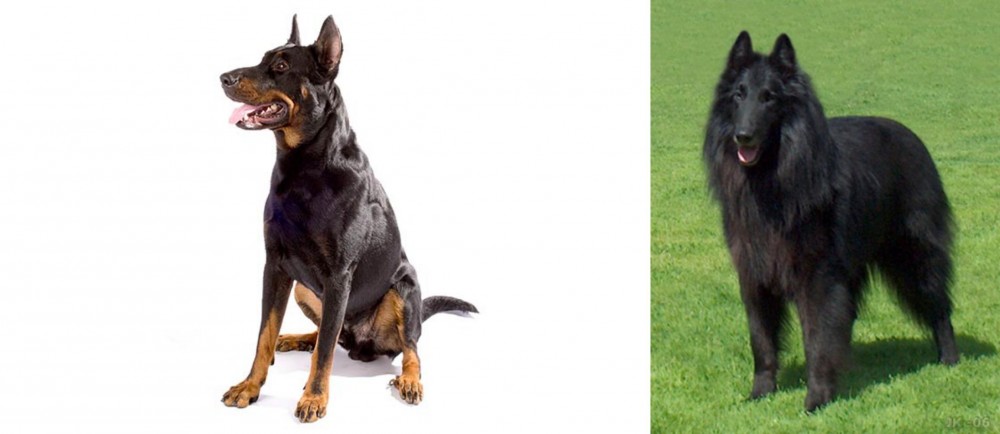 Belgian Shepherd Dog (Groenendael) vs Beauceron - Breed Comparison