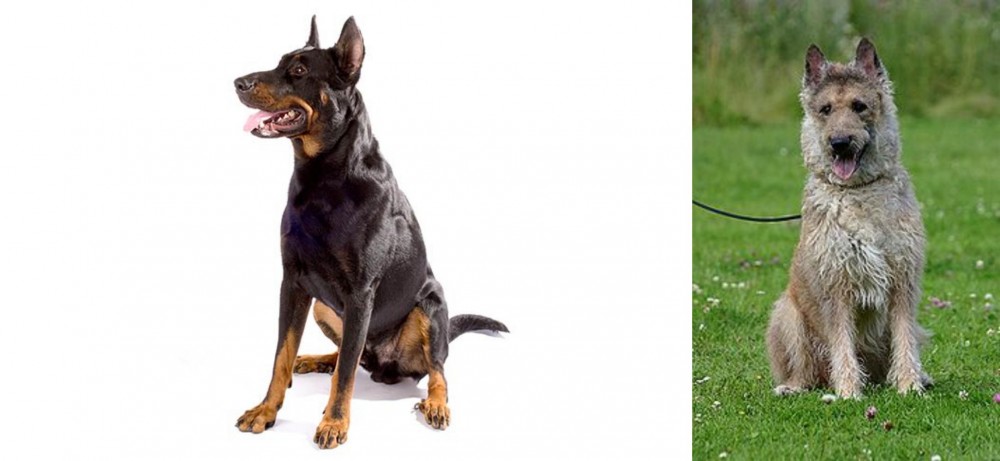 Belgian Shepherd Dog (Laekenois) vs Beauceron - Breed Comparison