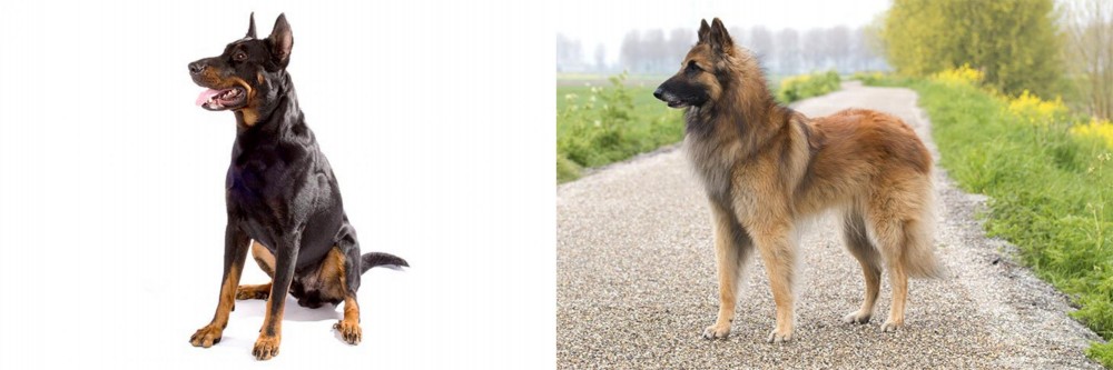 Belgian Shepherd Dog (Tervuren) vs Beauceron - Breed Comparison