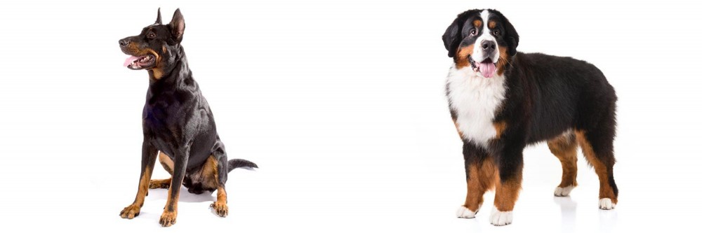 Bernese Mountain Dog vs Beauceron - Breed Comparison