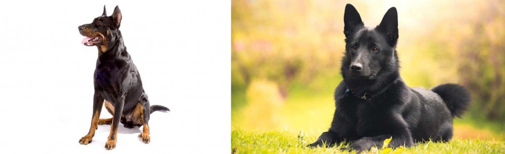 Black Norwegian Elkhound vs Beauceron - Breed Comparison