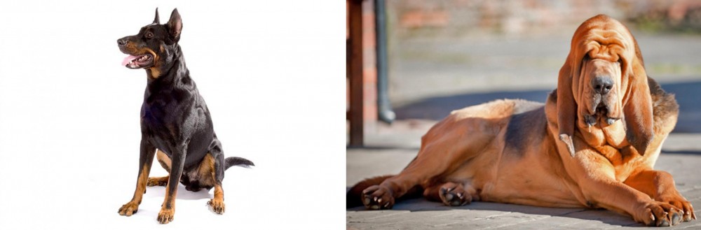 Bloodhound vs Beauceron - Breed Comparison