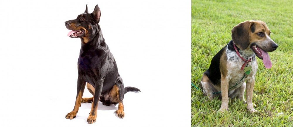 Bluetick Beagle vs Beauceron - Breed Comparison