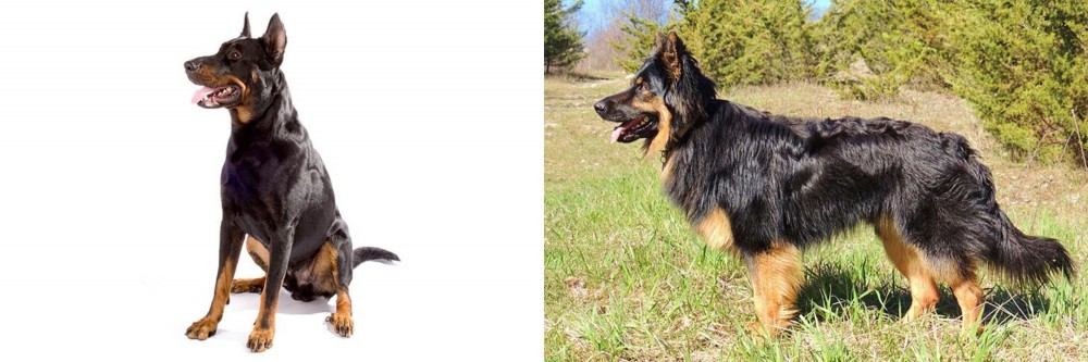 Bohemian Shepherd vs Beauceron - Breed Comparison